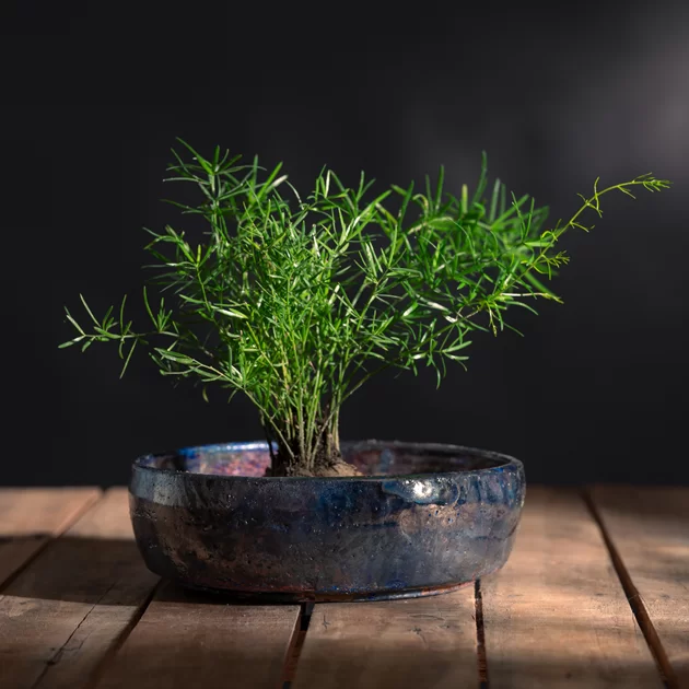 EMBER CELESTIAL CVR 2 1